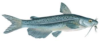 Image result for Ictalurus furcatus