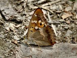 Attēlu rezultāti vaicājumam “Apatura ilia underside”