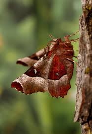 Attēlu rezultāti vaicājumam “Selenia tetralunaria”