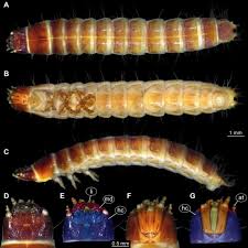 Attēlu rezultāti vaicājumam “Elateridae larva”