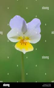 Attēlu rezultāti vaicājumam “Viola tricolor subsp. matutina flower”