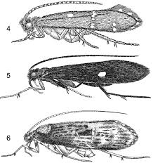 Attēlu rezultāti vaicājumam “Trichoptera”