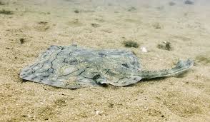 Image result for Raja undulata