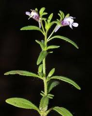 Attēlu rezultāti vaicājumam “Microrrhinum minus leaf”