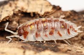 Attēlu rezultāti vaicājumam “Oniscus asellus”