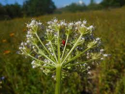 Attēlu rezultāti vaicājumam “Selinum carvifolia flower”