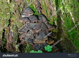 Attēlu rezultāti vaicājumam “Hymenochaete rubiginosa”