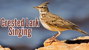 Attēlu rezultāti vaicājumam “Galerida cristata”