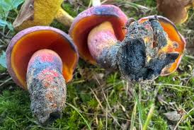 Attēlu rezultāti vaicājumam “Rosellinia desmazieri”