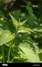 Attēlu rezultāti vaicājumam “Urtica dioica fruit”