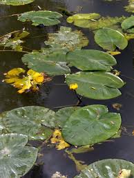 Attēlu rezultāti vaicājumam “Nuphar lutea leaf”
