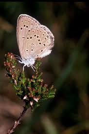 Attēlu rezultāti vaicājumam “Maculinea alcon”