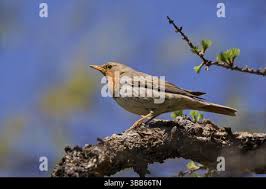 Image result for Turdus ruficollis