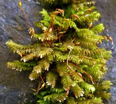 Attēlu rezultāti vaicājumam “Preissia quadrata”