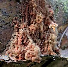 Attēlu rezultāti vaicājumam “Heterotrichia oerstedii (syn. Arcyria oerstedii)”