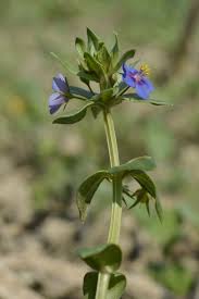 Image result for Anagallis arvensis