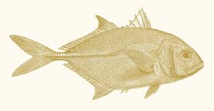 Image result for Caranx hippos