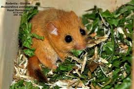 Attēlu rezultāti vaicājumam “Muscardinus avellanarius”