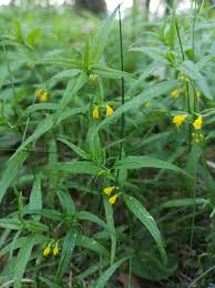 Attēlu rezultāti vaicājumam “Melampyrum sylvaticum”