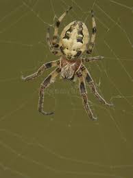 Attēlu rezultāti vaicājumam “Larinioides cornutus”