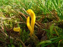 Attēlu rezultāti vaicājumam “Clavulinopsis helvola”