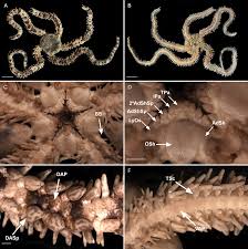 Attēlu rezultāti vaicājumam “Ophiotheca sp.”