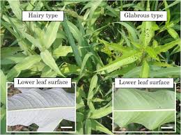 Attēlu rezultāti vaicājumam “Persicaria lapathifolia leaf”