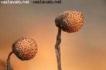 Attēlu rezultāti vaicājumam “Cribraria piriformis stalked”