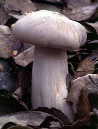 Attēlu rezultāti vaicājumam “Clitocybe nebularis”