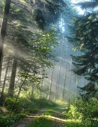 Image result for лес,