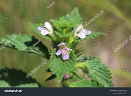 Attēlu rezultāti vaicājumam “Galeopsis bifida leaf”