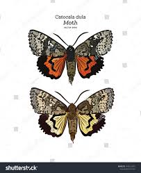 Attēlu rezultāti vaicājumam “Catocala fraxini”