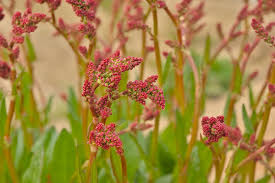 Attēlu rezultāti vaicājumam “Rumex acetosa flower”