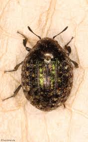 Attēlu rezultāti vaicājumam “Byrrhidae”