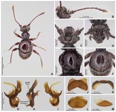 Attēlu rezultāti vaicājumam “Sepedophilus sp.”