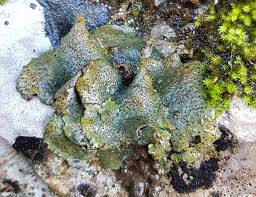 Attēlu rezultāti vaicājumam “Dermatocarpon miniatum”