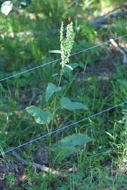 Attēlu rezultāti vaicājumam “Rumex aquaticus bud”