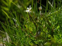 Attēlu rezultāti vaicājumam “Stellaria crassifolia”