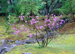 Attēlu rezultāti vaicājumam “Rhododendron sichotense flower”