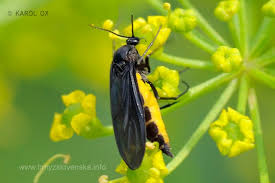 Attēlu rezultāti vaicājumam “Sciara analis”