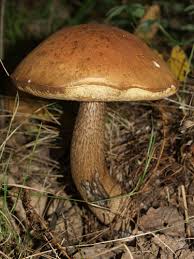 Attēlu rezultāti vaicājumam “Leccinum aurantiacum”