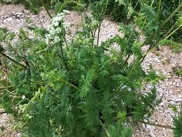 Image result for Chaerophyllum aureum