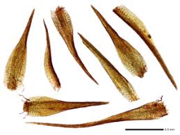 Attēlu rezultāti vaicājumam “Campylopus pyriformis”