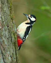 Attēlu rezultāti vaicājumam “Dendrocopos major”