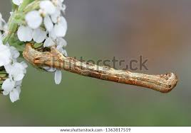 Attēlu rezultāti vaicājumam “Odontopera bidentata”