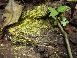 Attēlu rezultāti vaicājumam “Physarum murinum”