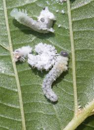 Attēlu rezultāti vaicājumam “Eriocampa ovata larva”