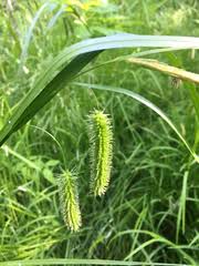 Attēlu rezultāti vaicājumam “Carex pseudocyperus female flower”