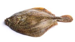 Image result for Paralichthys albigutta