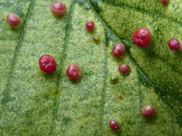 Attēlu rezultāti vaicājumam “Eriophyes laevis”